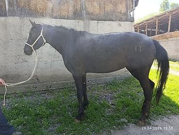 Продаю | Кобыла (самка) — 4