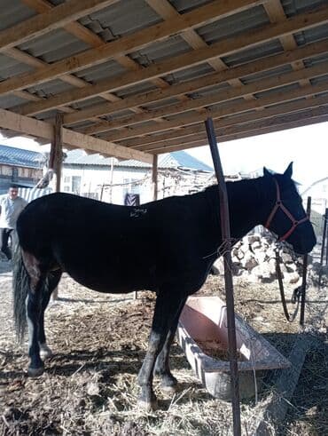 ит доберман: Продаю | Конь (самец) — 1