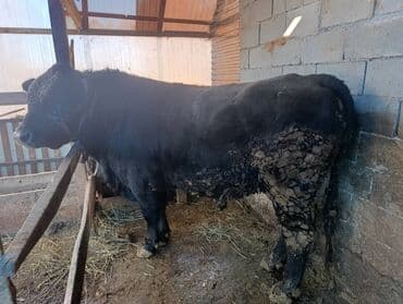 продажа кормов для сельскохозяйственных животных: Продаю | Бык (самец) | Для разведения | Племенные — 3