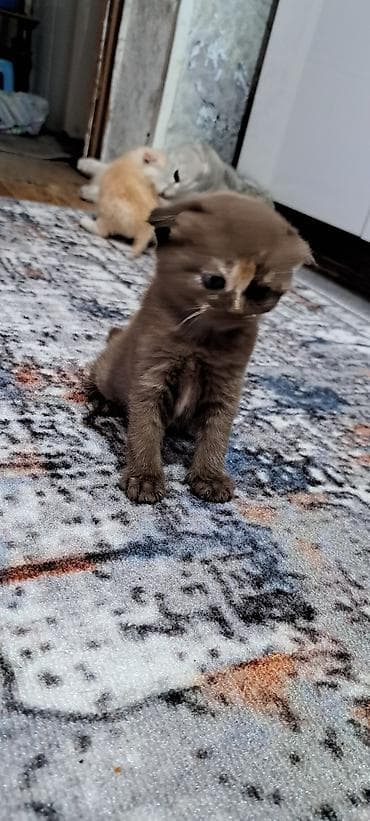 ориентальная кошка черная: Шотландские котята (вислоухие/страйт) разных окрасов. - Возраст на — 2