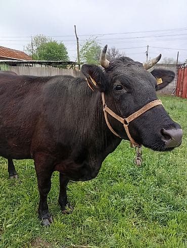 Үй жаныбарлары: Сатам | Уй (ургаачы) | Сүт алуу үчүн | Байланган — 2
