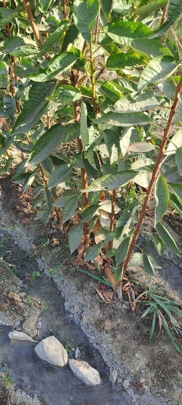 уголь каракече бешсары шабыркуль каражыра доставка бишкек купить фото: Всем Ассаламу алайкум гилас кочоттор сатылат сорту воловой 3 деген — 6