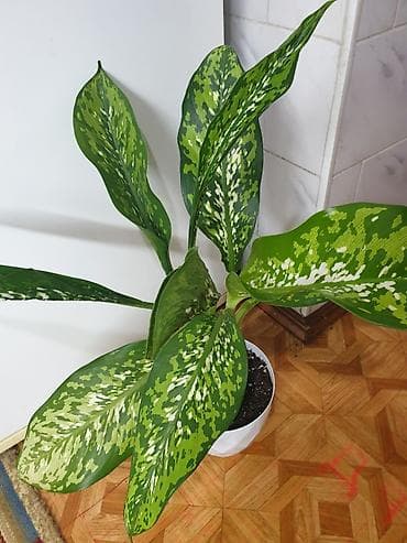 Диффенбахия Шкура Дракона ( новинка ). домашнее растение. в