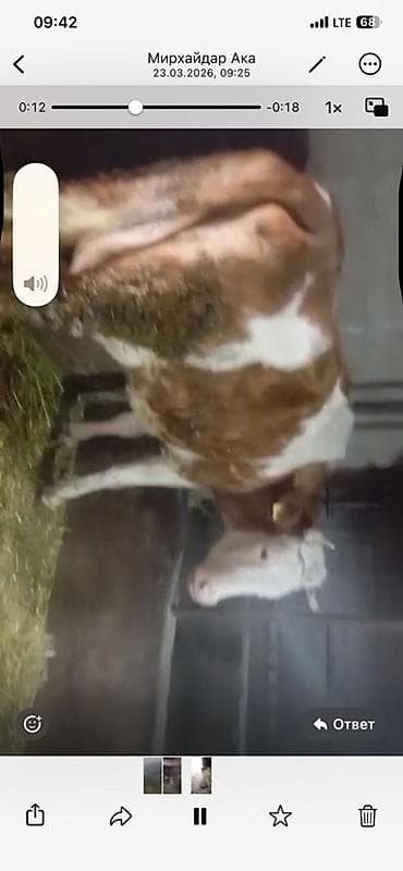 продаю кукуруза: Продаю | Корова (самка) — 5