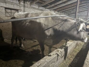 дакан сатам: Сатам | Уй (ургаачы) — 4