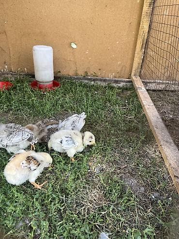 животные птицы: Куры 🐔 возраст 6 месяцев — 5