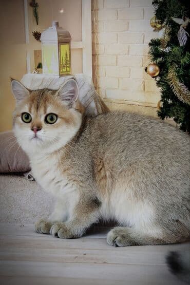 сколько стоит вислоухий кот: Британская короткошёрстная, 5 месяцев, Мальчик, Золотая шиншилла, С прививками — 8