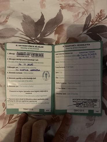 купить той терьера: Порода Собак, Zerdava/Зердава ( ТУРЕЦКАЯ порода собак). Можете за — 9