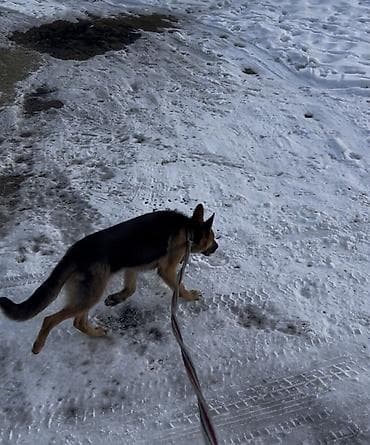 японская собака акита: Чистокровный немецкий овчарка 7-месяц (самец) С прививкой. Немецкая — 3