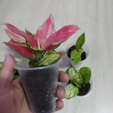 цветы уличные: Филодендроны, аглаонемы, гибискус, Антуриум красный — 5