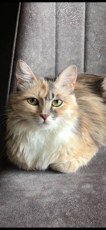 сх животные и товары: 1 год, Девочка, Черепаховый, Кастрирована, Приучена к лотку, Проглистована — 4