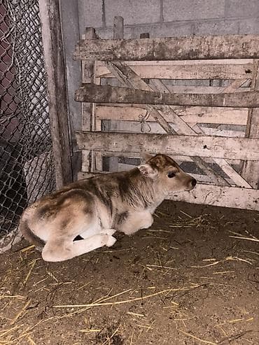 алабай бишкек: Сатам | Музоо | Бордоп семиртүү үчүн | Байланган — 2