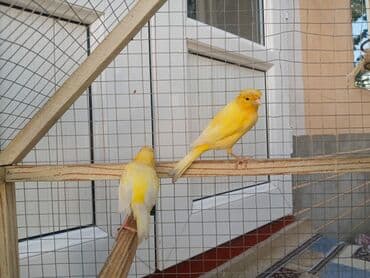 купить несушек курей: Маладой пара — 1