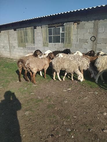 Продаю | Овца (самка) | Полукровка | Для разведения | Племенные