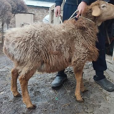 Аквариумы: Продаю | Ягненок | На забой — 2