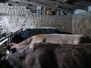 беде кара балта: Продаю | Корова (самка), Бык (самец), Музоо, торпок | На забой, Для разведения, Для молока | Осеменитель, Привязанные — 7