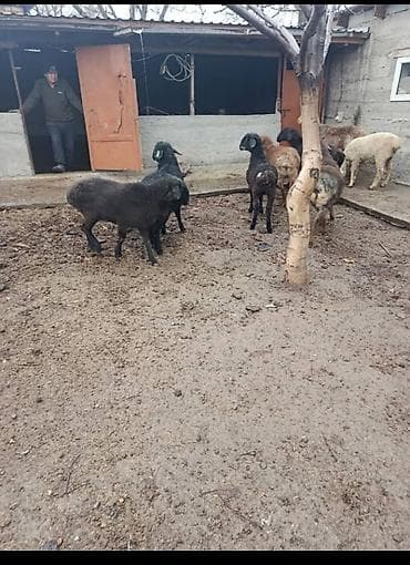 кой овца: Продаю | Баран (самец) | На забой — 4