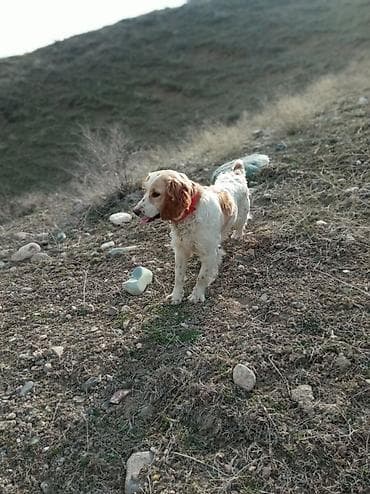 щенки русской спаниели: Спаниель, 9 месяцев, Самец, С прививкой — 1
