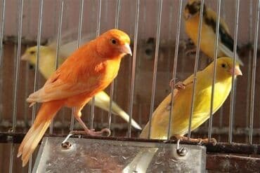 купить несушек курей: Дома́шняя канаре́йка — одомашненный подвид канарского канареечного — 2