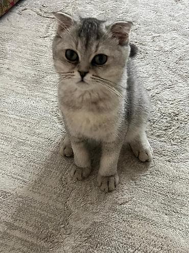 scottish fold: Скотиш Фолд (Шотландская вислоухая), 4 месяца, Мальчик, Серебристая шиншилла, Приучена к лотку — 1