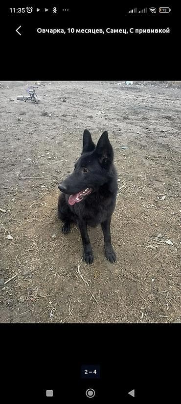 Ит бекер берем: Чыгыш Европа овчаркасы, 10 айлык, Эркек, Ит тегин тастыктоочу документ — 10