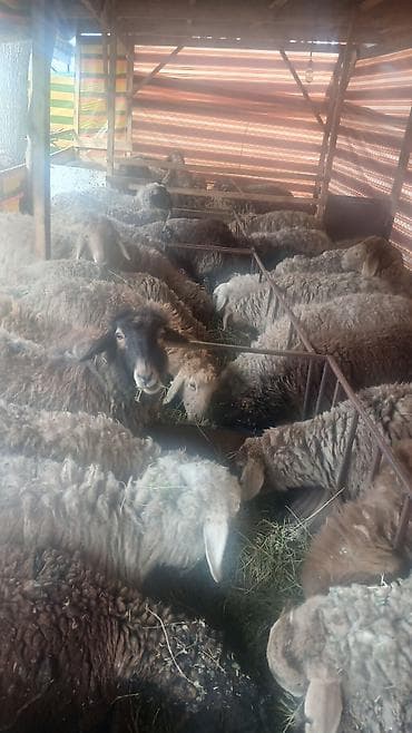 кочкоры: Сатам | Кочкор (эркек) | Көбөйтүү үчүн — 1