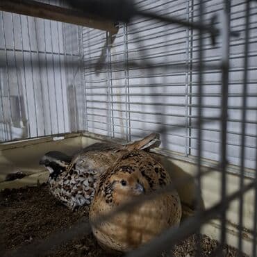 С/х животные и товары: Вингирская курапатка 1500сом за пару,только начали нести яйца. - — 3