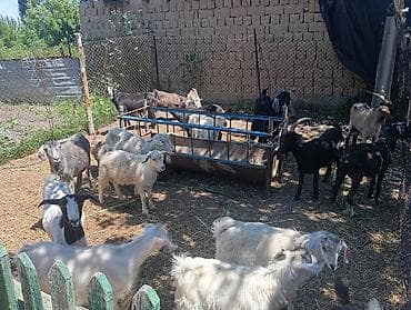 кости собакам: Продаю | Коза (самка), Козёл (самец), Козлёнок | Полукровка, Нубийская | На забой, Для разведения, Для молока | Племенные, Котные, Осеменитель — 5