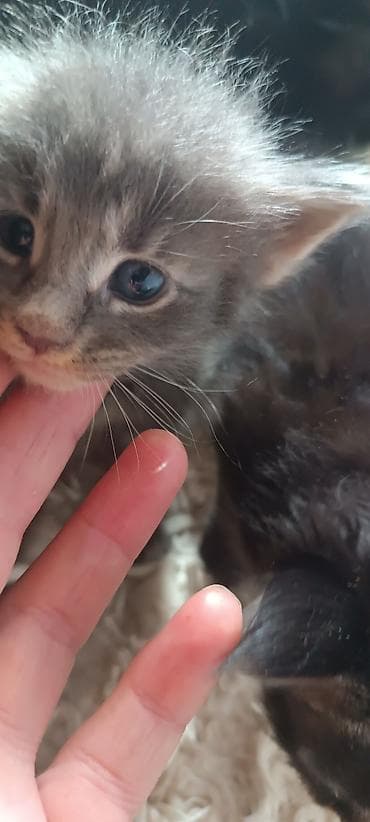купить кошку манчкин: Мейн-Куны 🥰🥰🥰. Предлагаются к брони 🐱 Рысята ♥️ Чистокровные — 4
