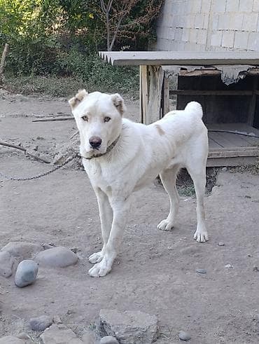 1-год Молодой алабай белого окраса с коричневыми пятнами. Уши