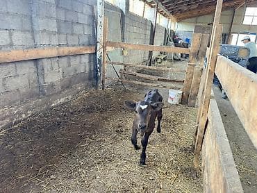 высокодойная корова: Продаю | Музоо, торпок | Голштин, Швицкая | Искусственник — 3