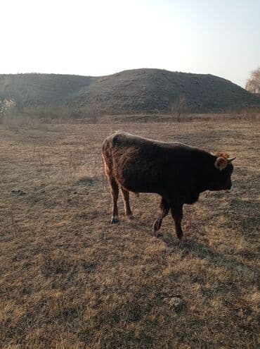 комбикорм для бройлеров: Продаю | Бык (самец) | Швицкая | На откорм — 5