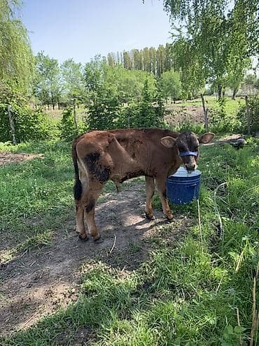 жаны уйлор: Сатам | Музоо | Аргын | Бордоп семиртүү үчүн | Байланган — 2