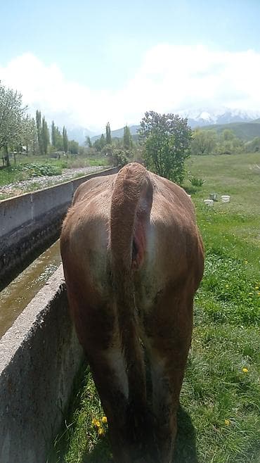 матки пчел: Продаю | Тёлка | Для разведения | Привязанные — 2