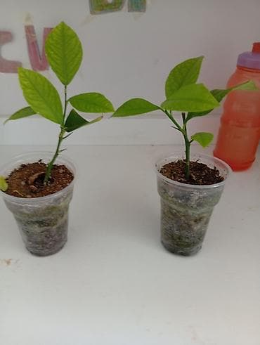 купить почву для комнатных растений: Саженцы цитрусовых в стаканчиках - Молодые укоренённые сеянцы цитруса — 1