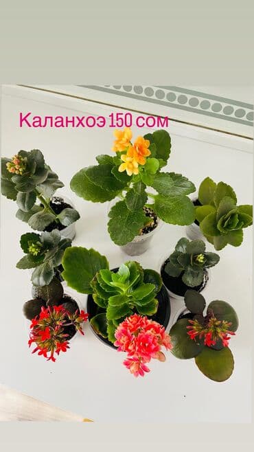 тачку садовую купить: Детки есть и большие цветы.пересадки не требуется, грунт идеальный в — 5