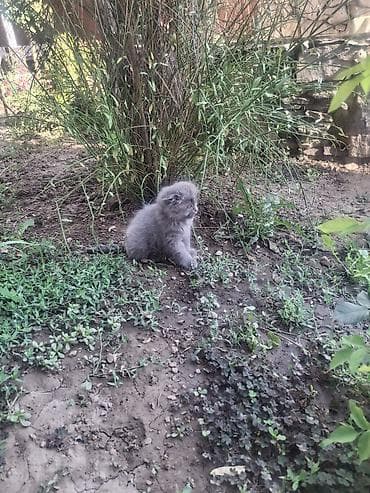 чёрные кошки: Пушистые котята серого окраса - Порода/тип: длинношёрстные, с густой — 4