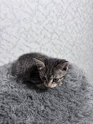 котята ош: ⭕️ Бесплатно, Бишкек! Котёнок, мальчик, возраст — 1 месяц. Окрас — 5