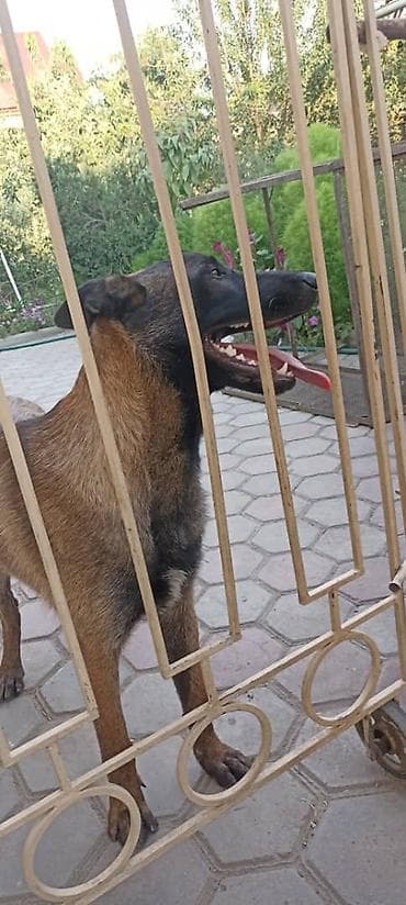 щенки питбуля: ❗️Потерялась собака — бельгийская овчарка (малинуа). По кличке СЁМА❗️ — 3