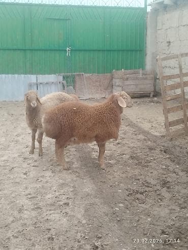 Аквариумдар: Сатам | Козу, Кочкор (эркек) | Арашан | Көбөйтүү үчүн | Асыл тукумдуу, Жасалма жол менен боозутуу — 4