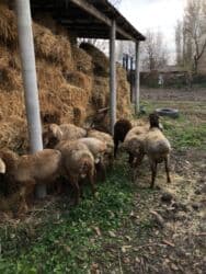 САТЫЛАТ КОЗУ КОЧКОРЛОР!! 6 айдан 7 айга чейин 10 баш Откормга баасы