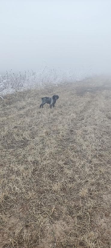 Животные: Спаниель, 3 года, Самец, С прививкой — 3