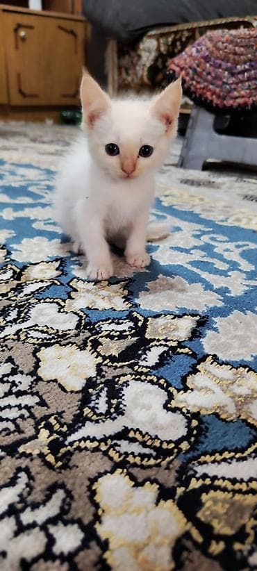 Животные: Котята, домашние. На фото — малыши с короткой шерстью: - Окрас — 2