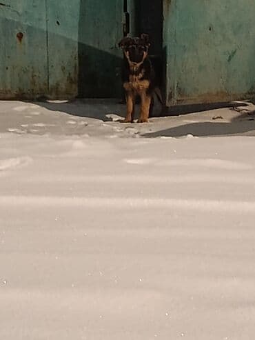 немецкая овчарка кобель: Немецкая овчарка, 2 месяца, Самка, С прививкой — 3