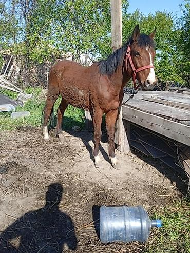 животные в ош: Продаю | Конь (самец), Жеребец | Рабочий — 1
