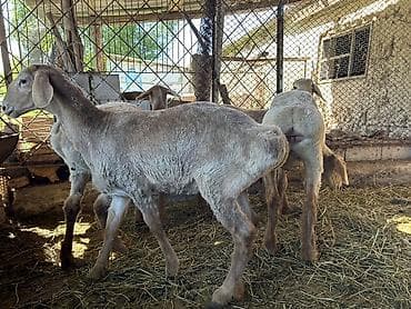 морской аквариум купить: Продаю | Ягненок | Арашан | Для разведения | Племенные — 3