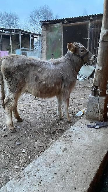 телки швицкой породы: Продаю | Тёлка | Швицкая | Для разведения | Осеменитель — 3