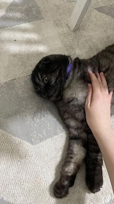 Шотландская вислоухая кошка (скоттиш-фолд), окраса дымчатый мрамор