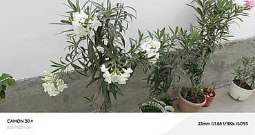 цветы из стекляруса: ОЛЕАНДР 
ОЛЕАНДРЫ

Олеандр деревья 

саженцы 3х голичные

детки — 9