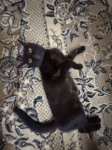 пародистый кот: Кошка даром: Беспородная, 3 месяца, Девочка, Приучена к лотку, Проглистована — 2